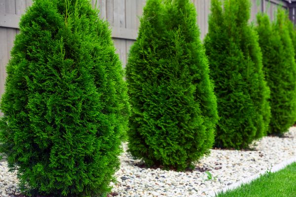 Arborvitae Planting in Whittier