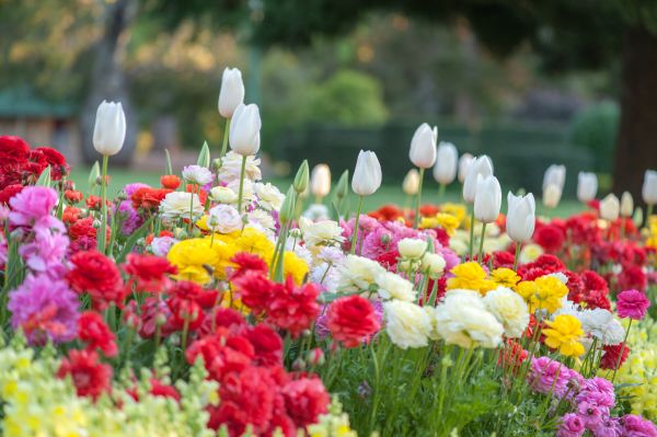 Gardening Service in Whittier