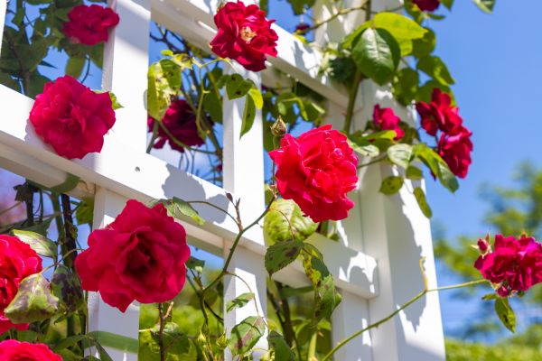 Home Gardening Service in Whittier