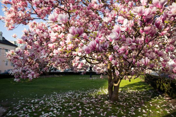 Magnolia Tree Planting in Whittier