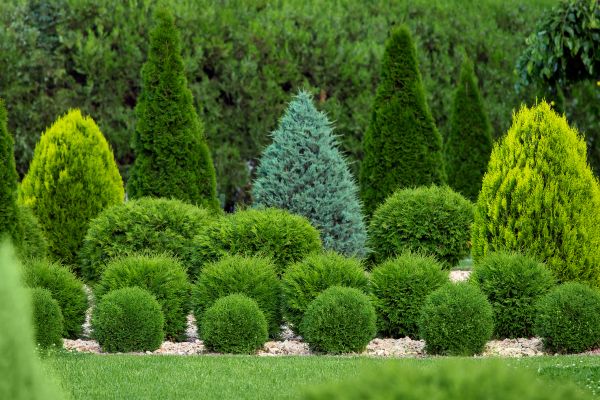 Shrub Replacement in Whittier