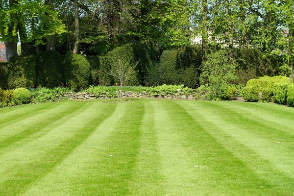 Lawn Renovation in Whittier