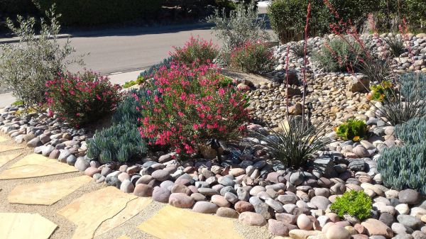 Xeriscape Landscaping in Whittier