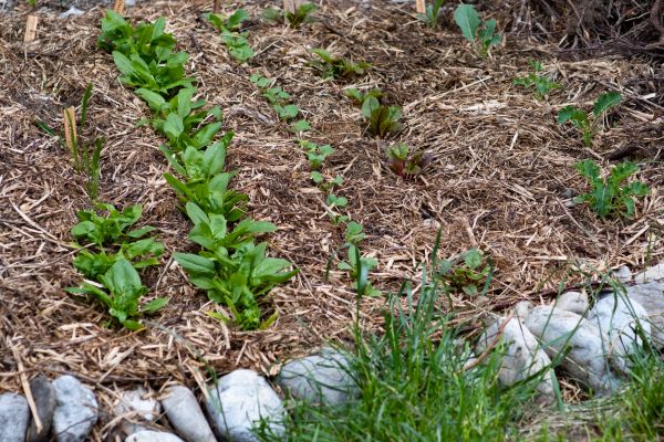 Mulch Service in Whittier