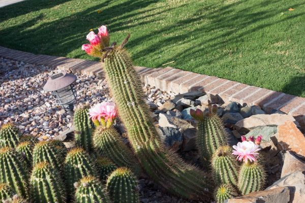 Desert Landscaping in Whittier