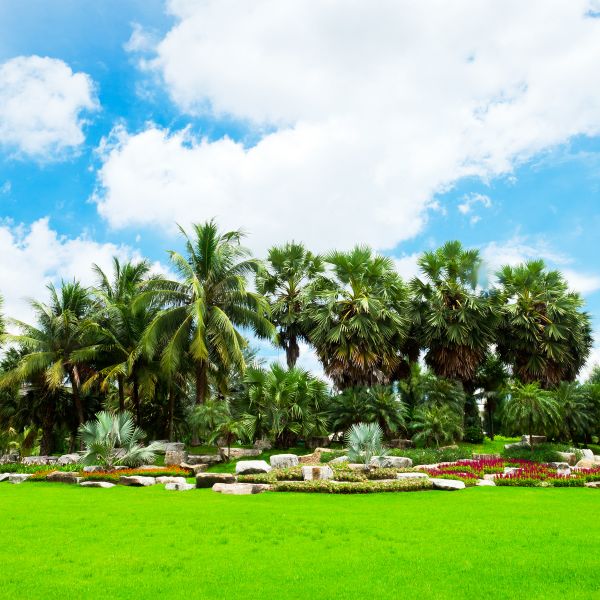 Tropical Landscaping in Whittier