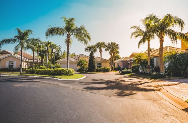 Palm Tree Landscaping in Whittier