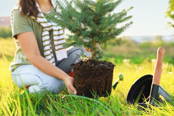 Spruce Tree Planting in Whittier