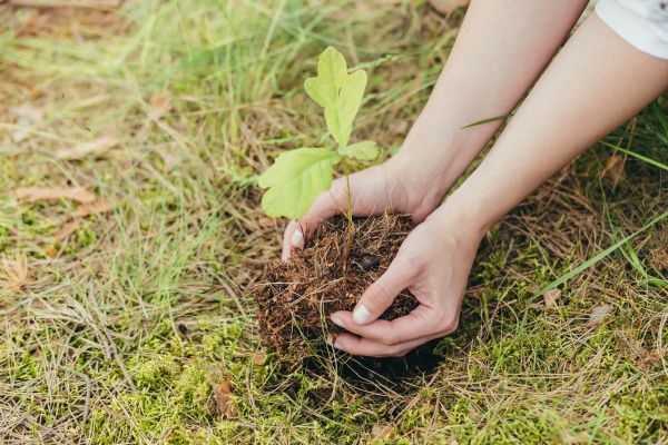 Oak Tree Planting in Whittier