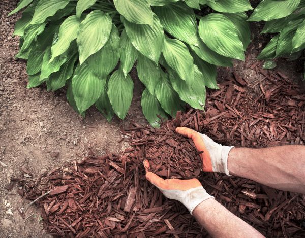 Bark Spreading in Whittier