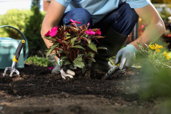 Plant Replacement in Whittier