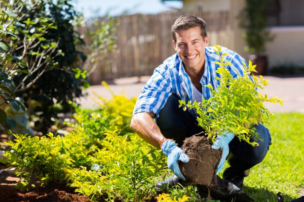Shrub Landscaping in Whittier