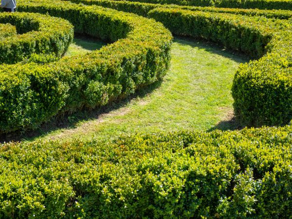 Bush Landscaping in Whittier