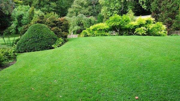 Commercial Landscape Design in Whittier