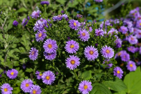 Perennial Flower Planting in Whittier