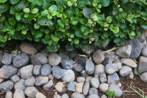 River Stone Installation in Whittier