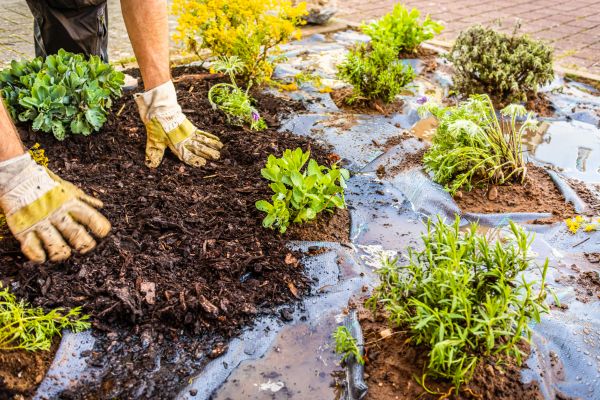 Mulch Fabric Installation in Whittier
