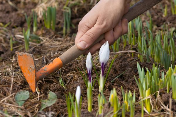 Flower Garden Weeding in Whittier