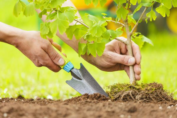 Fruit Tree Planting in Whittier