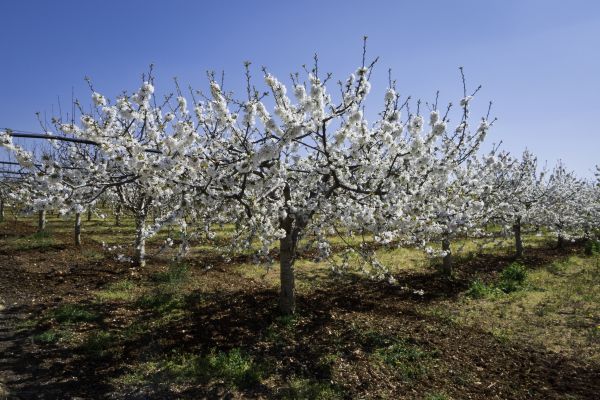 Orchard Planting in Whittier