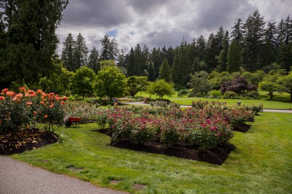 Flower Garden Landscaping in Whittier
