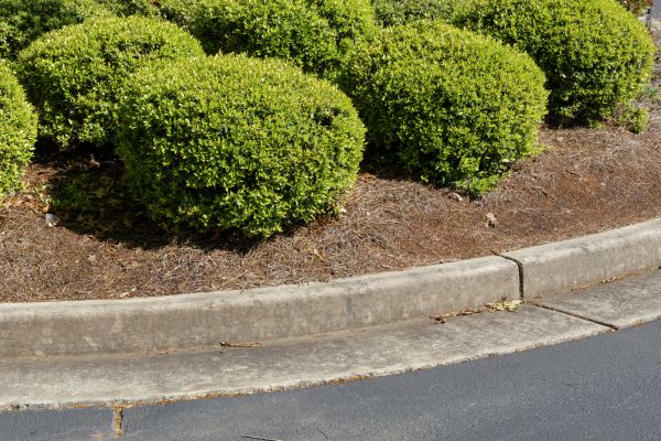 Pine Mulch Installation in Whittier