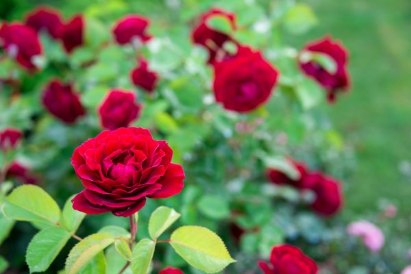 Rose Planting in Whittier