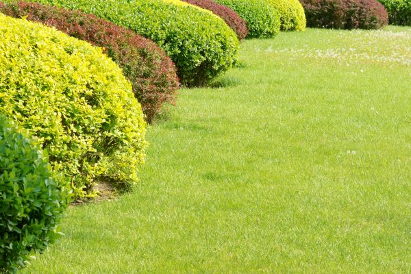 Shrubbery Planting in Whittier