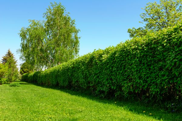 Hedge Replacement in Whittier