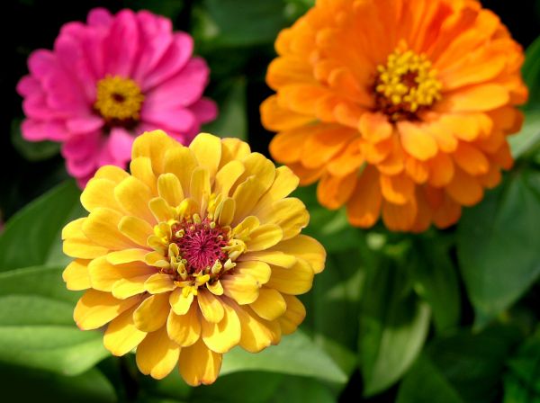 Zinnia Planting in Whittier