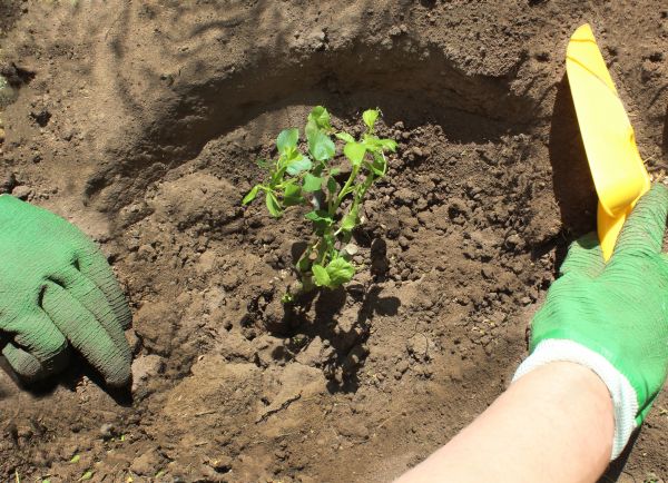 Rose Bush Planting in Whittier