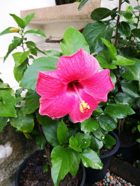 Hibiscus Planting in Whittier
