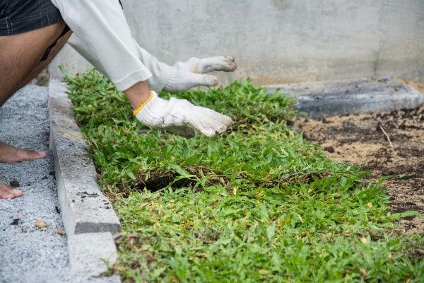 Ground Cover Planting in Whittier