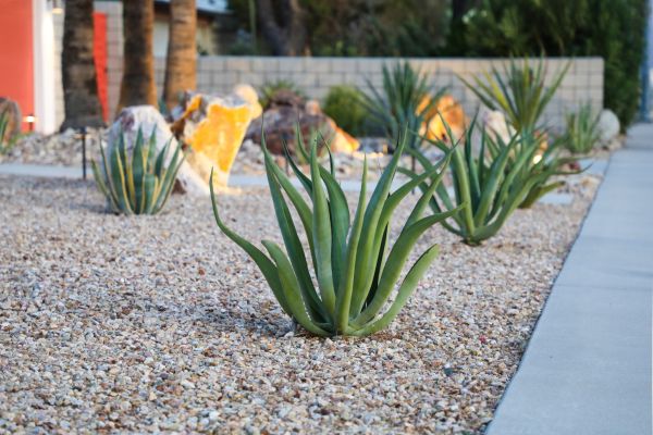 Drought Resistant Landscaping in Whittier