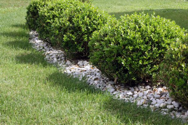 Boxwood Planting in Whittier