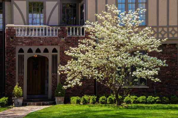 Dogwood Tree Planting in Whittier